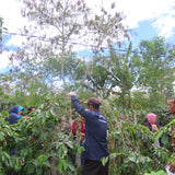 Indonesie (Wanita Gayo - Women's Coop)