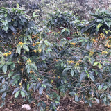 Perou (San Antonio, Huabal)