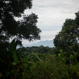 Mexico (Vayichil - Decaf)